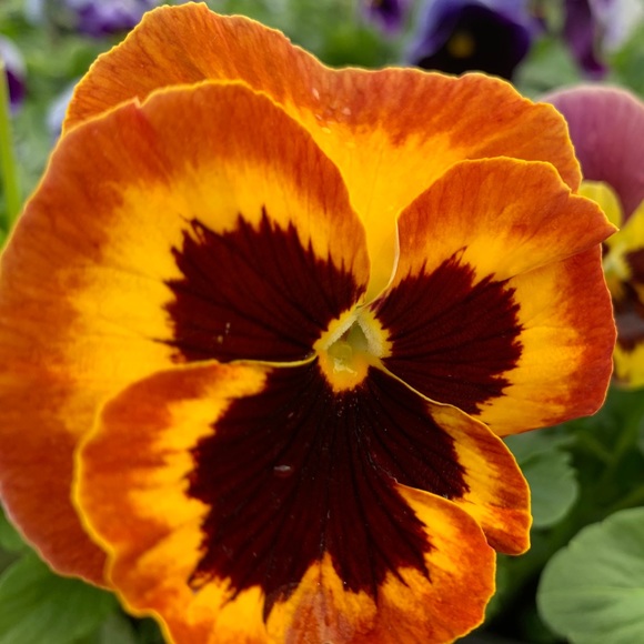 Meet your Posher, Lola - Picture 1 of 1